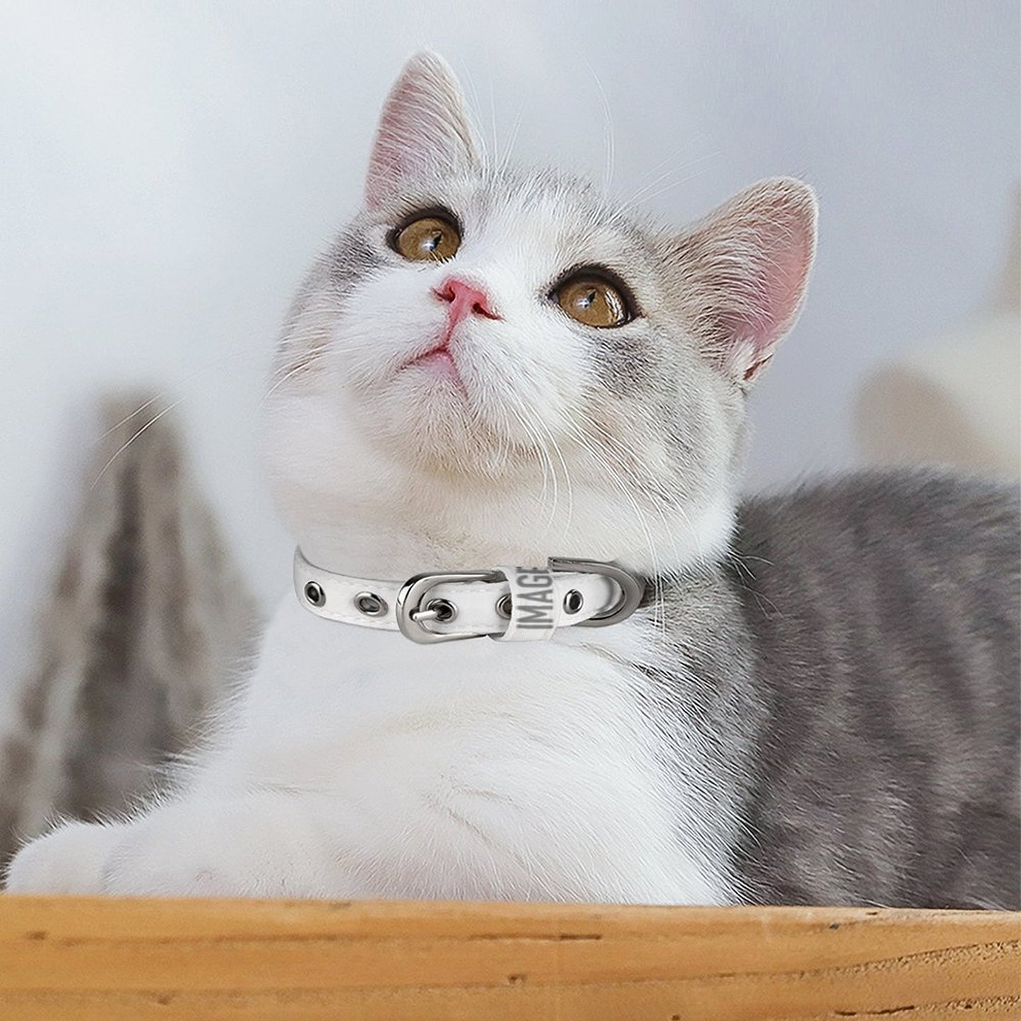 Pet Collar Style One Size